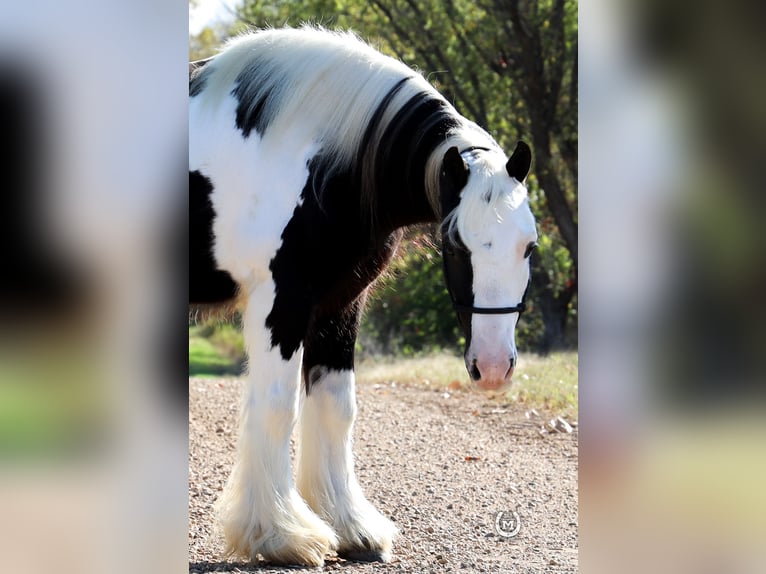 Cob Irlandese / Tinker / Gypsy Vanner Castrone 9 Anni Morello in Windom, MN