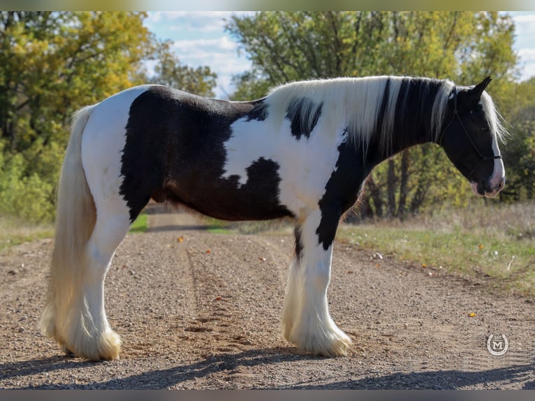 Cob Irlandese / Tinker / Gypsy Vanner Castrone 9 Anni Morello in Windom, MN