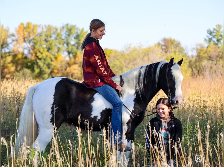 Cob Irlandese / Tinker / Gypsy Vanner Castrone 9 Anni Morello in Windom, MN