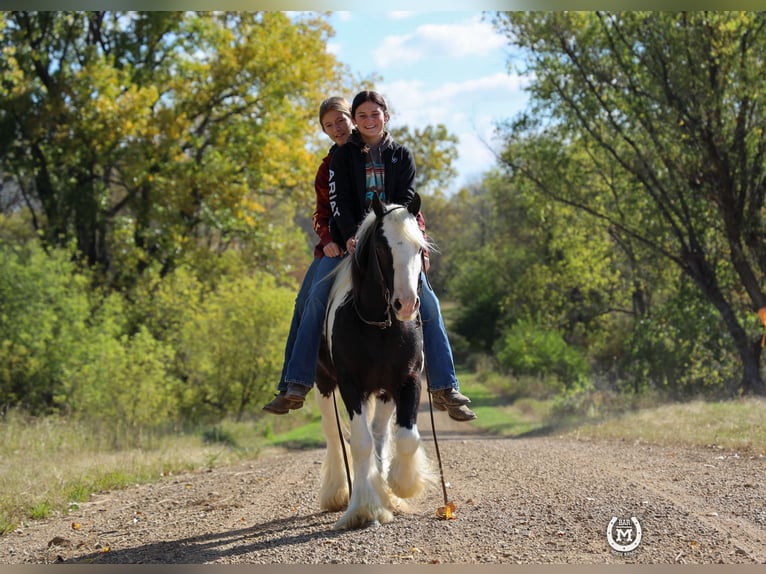 Cob Irlandese / Tinker / Gypsy Vanner Castrone 9 Anni Morello in Windom, MN