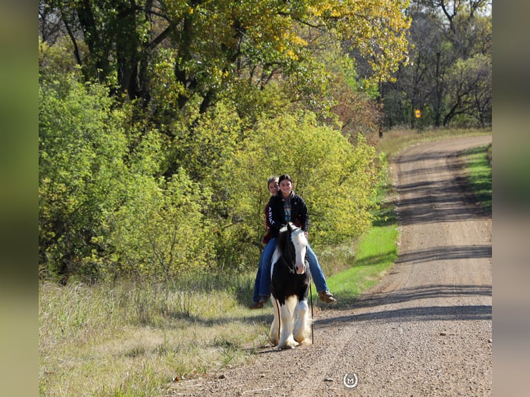 Cob Irlandese / Tinker / Gypsy Vanner Castrone 9 Anni Morello in Windom, MN