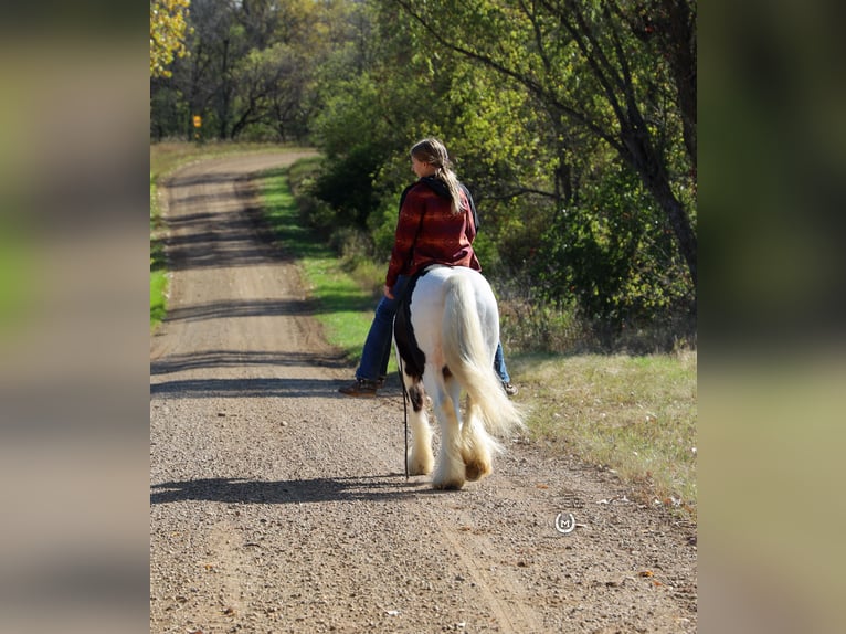 Cob Irlandese / Tinker / Gypsy Vanner Castrone 9 Anni Morello in Windom, MN