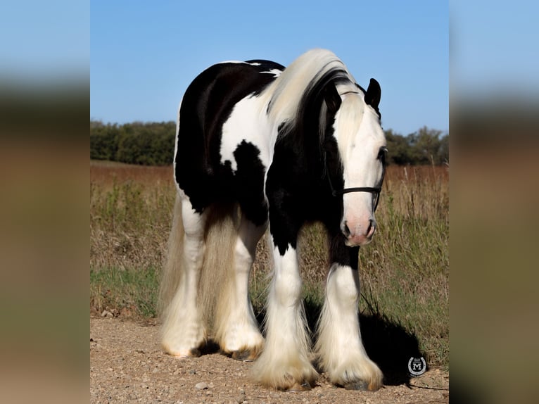 Cob Irlandese / Tinker / Gypsy Vanner Castrone 9 Anni Morello in Windom, MN