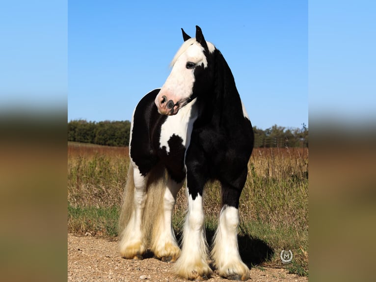 Cob Irlandese / Tinker / Gypsy Vanner Castrone 9 Anni Morello in Windom, MN