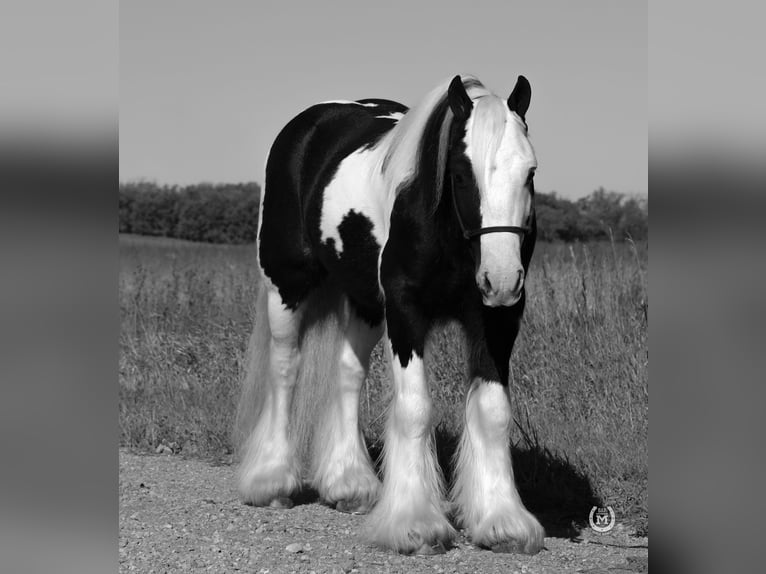 Cob Irlandese / Tinker / Gypsy Vanner Castrone 9 Anni Morello in Windom, MN