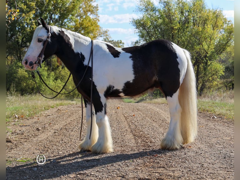 Cob Irlandese / Tinker / Gypsy Vanner Castrone 9 Anni Morello in Windom, MN