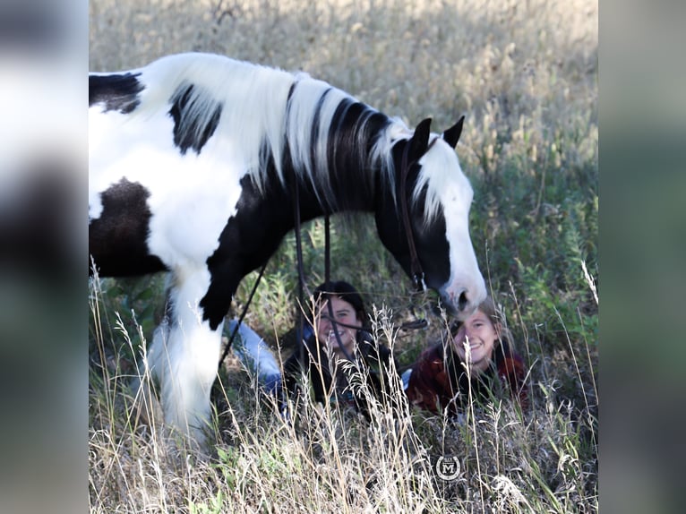 Cob Irlandese / Tinker / Gypsy Vanner Castrone 9 Anni Morello in Windom, MN