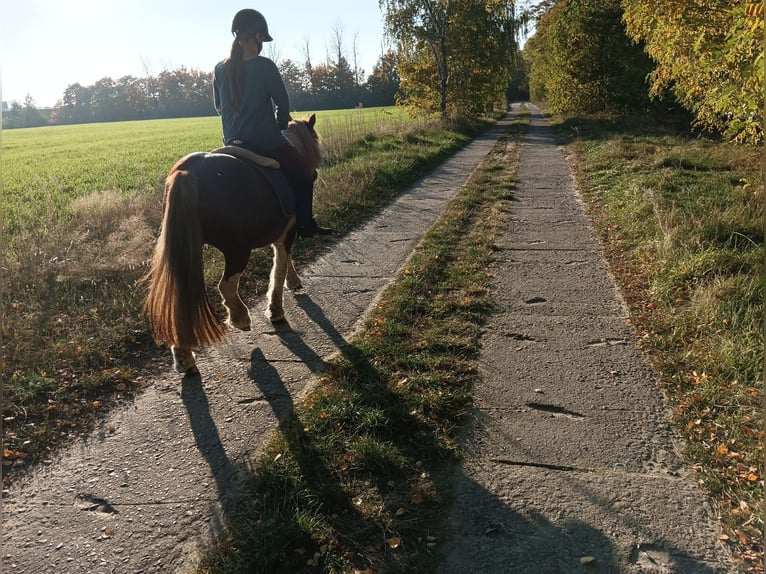 Cob Irlandese / Tinker / Gypsy Vanner Mix Giumenta 10 Anni 120 cm Pezzato in Rangsdorf