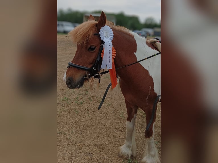 Cob Irlandese / Tinker / Gypsy Vanner Mix Giumenta 10 Anni 120 cm Pezzato in Rangsdorf