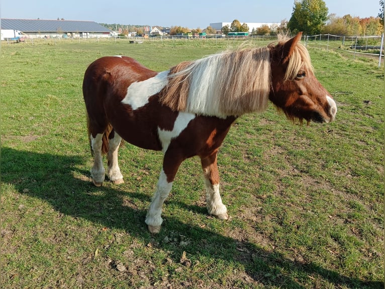 Cob Irlandese / Tinker / Gypsy Vanner Mix Giumenta 10 Anni 120 cm Pezzato in Rangsdorf