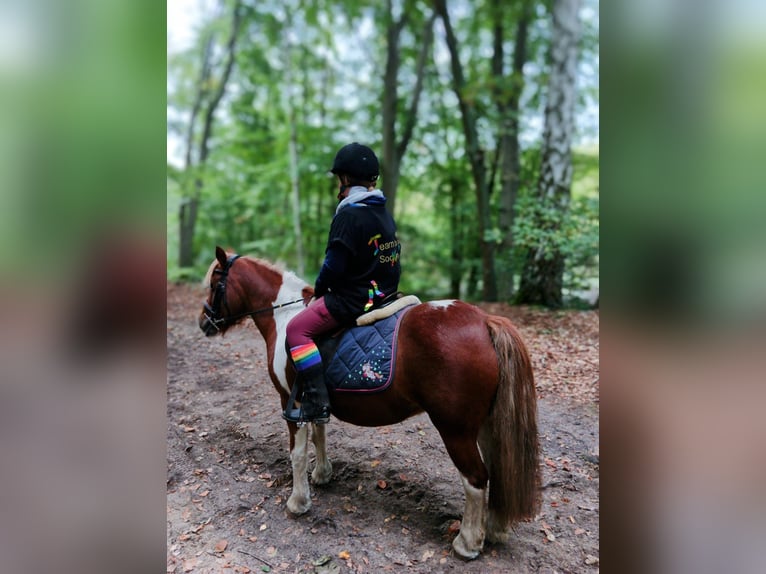 Cob Irlandese / Tinker / Gypsy Vanner Mix Giumenta 10 Anni 120 cm Pezzato in Rangsdorf