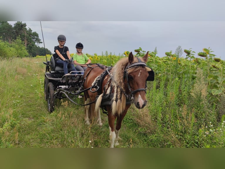 Cob Irlandese / Tinker / Gypsy Vanner Mix Giumenta 10 Anni 120 cm Pezzato in Rangsdorf