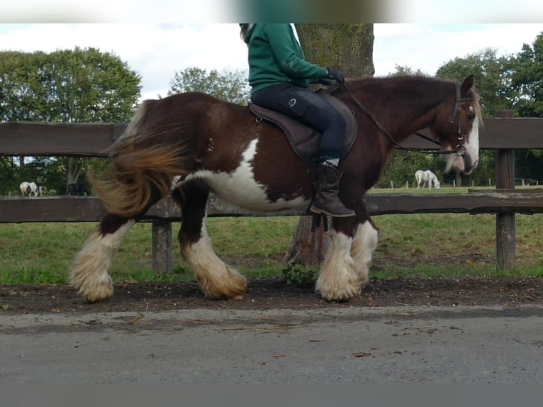 Cob Irlandese / Tinker / Gypsy Vanner Giumenta 10 Anni 128 cm Sauro in Lathen