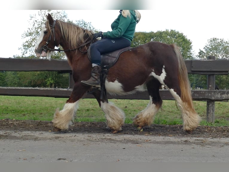 Cob Irlandese / Tinker / Gypsy Vanner Giumenta 10 Anni 128 cm Sauro in Lathen