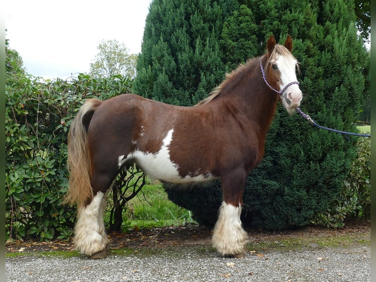 Cob Irlandese / Tinker / Gypsy Vanner Giumenta 10 Anni 128 cm Sauro in Lathen