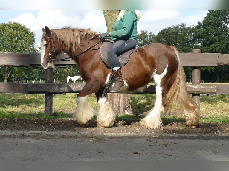 Cob Irlandese / Tinker / Gypsy Vanner Giumenta 10 Anni 128 cm Sauro in Lathen