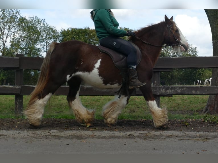 Cob Irlandese / Tinker / Gypsy Vanner Giumenta 10 Anni 128 cm Sauro in Lathen