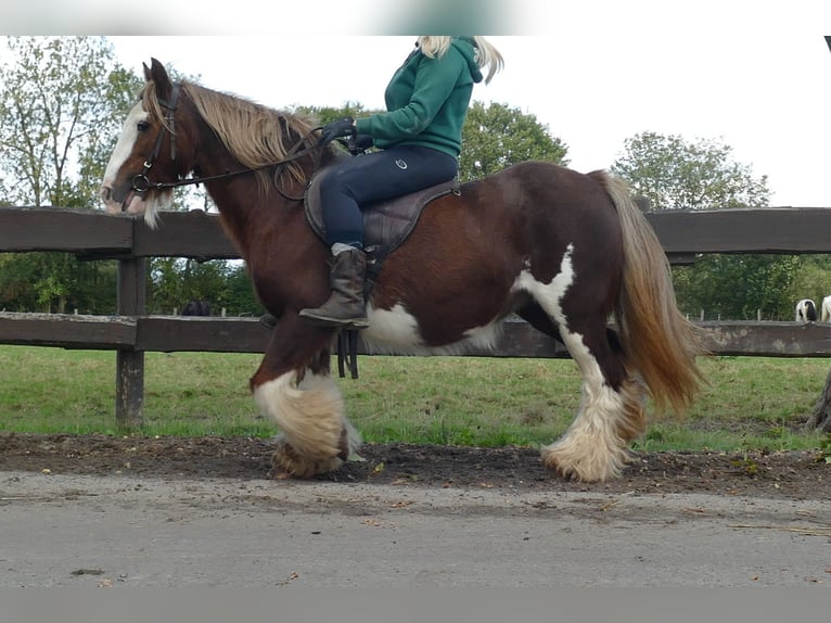 Cob Irlandese / Tinker / Gypsy Vanner Giumenta 10 Anni 128 cm Sauro in Lathen