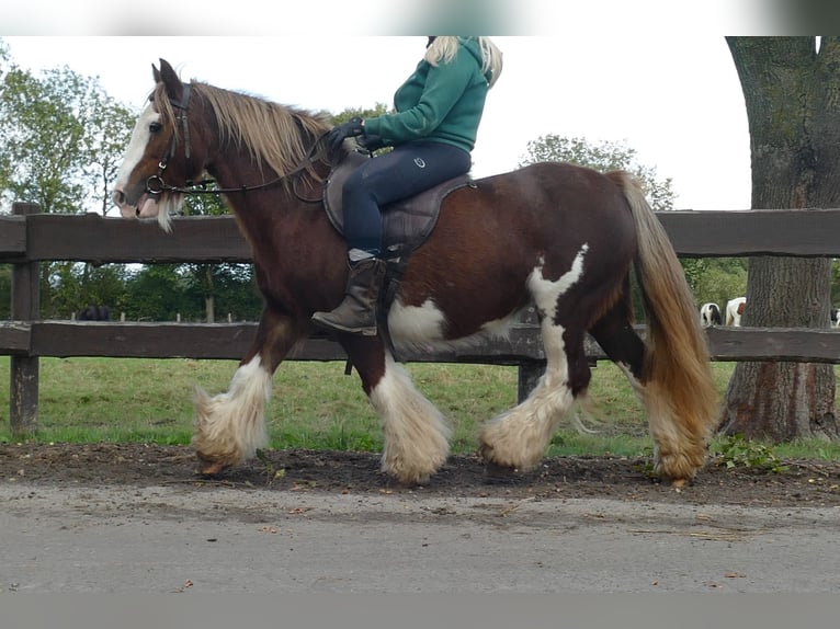 Cob Irlandese / Tinker / Gypsy Vanner Giumenta 10 Anni 128 cm Sauro in Lathen