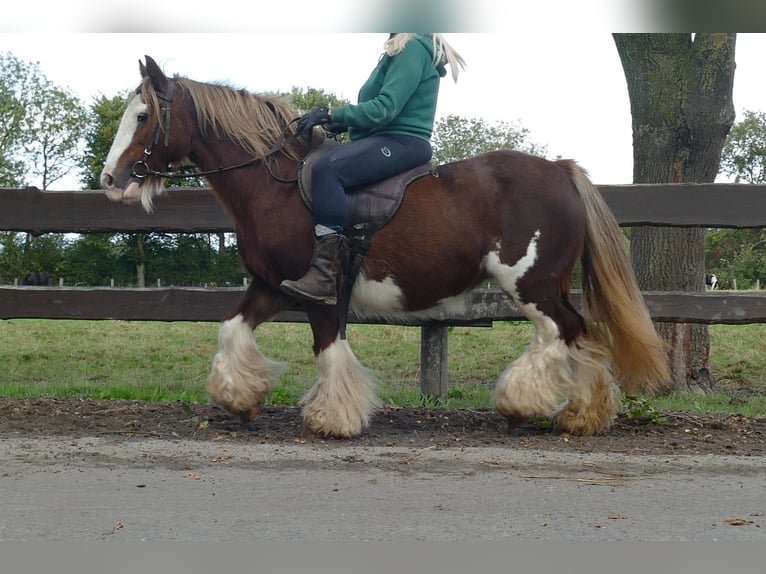 Cob Irlandese / Tinker / Gypsy Vanner Giumenta 10 Anni 128 cm Sauro in Lathen