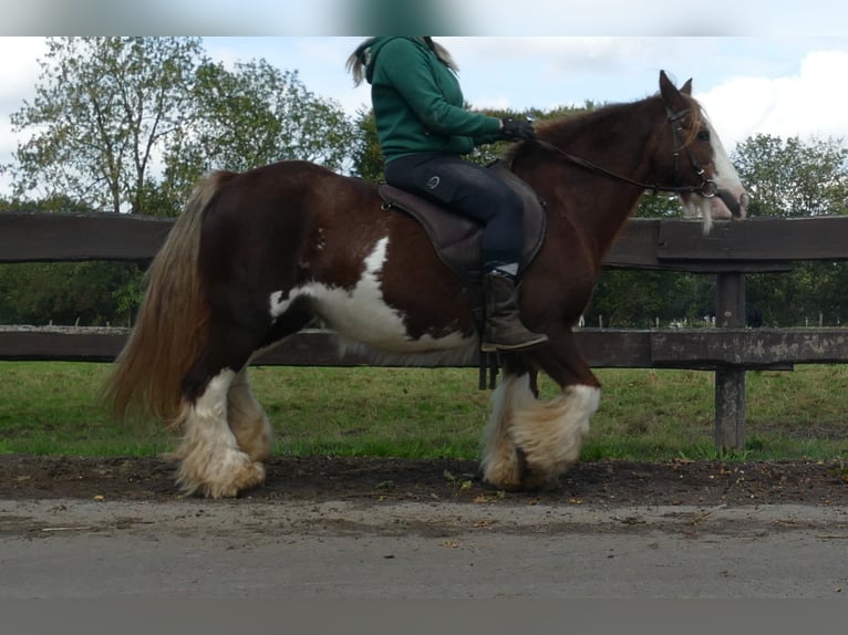 Cob Irlandese / Tinker / Gypsy Vanner Giumenta 10 Anni 128 cm Sauro in Lathen