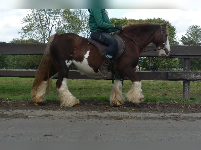 Cob Irlandese / Tinker / Gypsy Vanner Giumenta 10 Anni 128 cm Sauro in Lathen