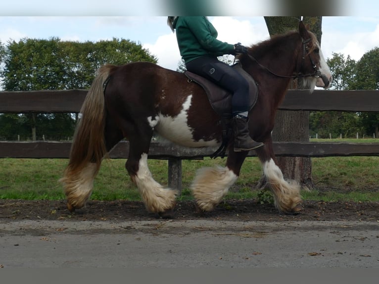 Cob Irlandese / Tinker / Gypsy Vanner Giumenta 10 Anni 128 cm Sauro in Lathen