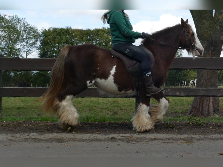 Cob Irlandese / Tinker / Gypsy Vanner Giumenta 10 Anni 128 cm Sauro in Lathen