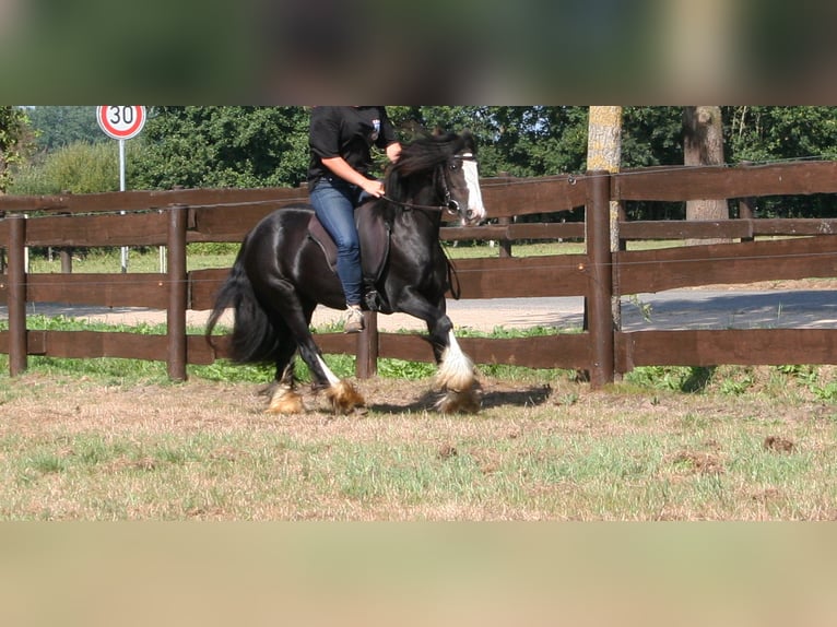 Cob Irlandese / Tinker / Gypsy Vanner Giumenta 10 Anni 133 cm Morello in Lathen