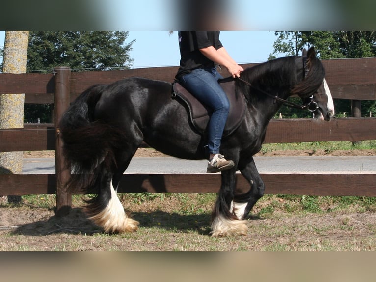 Cob Irlandese / Tinker / Gypsy Vanner Giumenta 10 Anni 133 cm Morello in Lathen