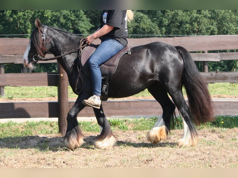 Cob Irlandese / Tinker / Gypsy Vanner Giumenta 10 Anni 133 cm Morello in Lathen