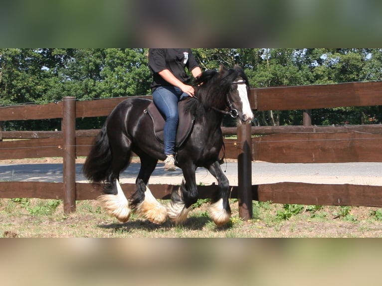 Cob Irlandese / Tinker / Gypsy Vanner Giumenta 10 Anni 133 cm Morello in Lathen