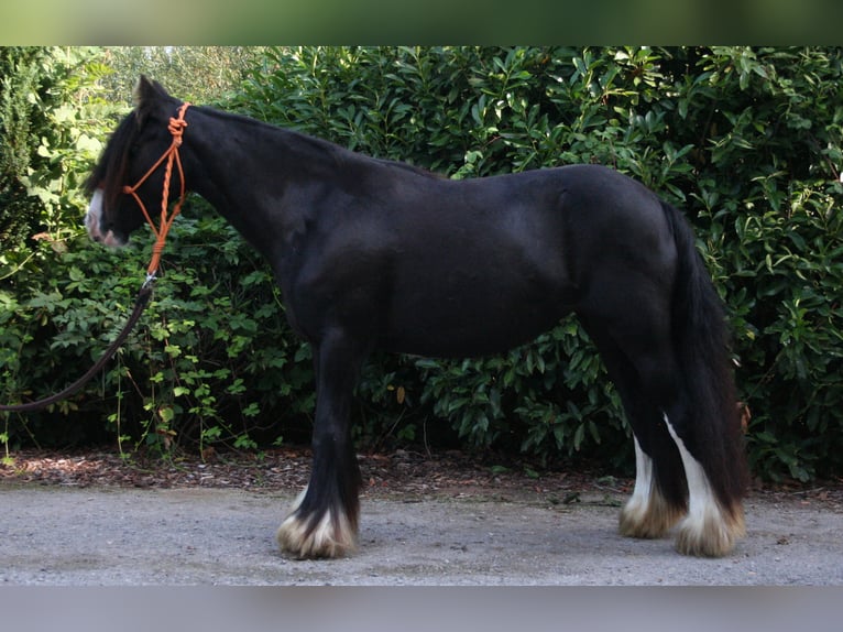 Cob Irlandese / Tinker / Gypsy Vanner Giumenta 10 Anni 133 cm Morello in Lathen