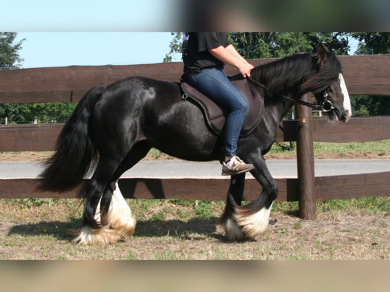 Cob Irlandese / Tinker / Gypsy Vanner Giumenta 10 Anni 133 cm Morello in Lathen