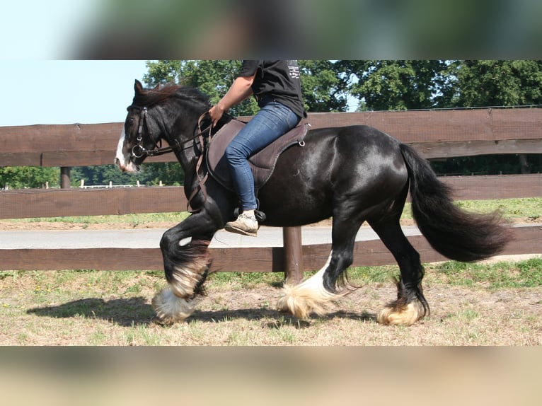 Cob Irlandese / Tinker / Gypsy Vanner Giumenta 10 Anni 133 cm Morello in Lathen