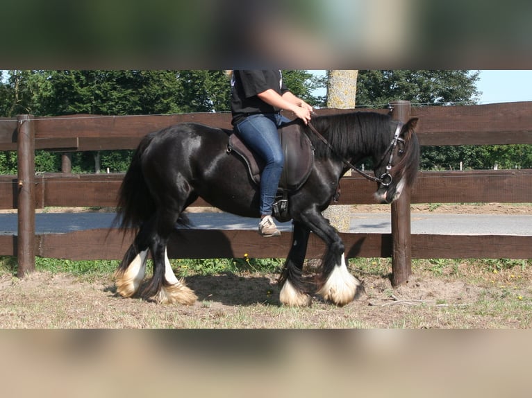 Cob Irlandese / Tinker / Gypsy Vanner Giumenta 10 Anni 133 cm Morello in Lathen