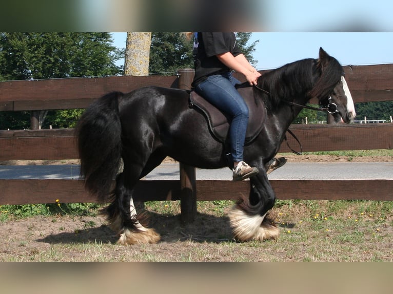 Cob Irlandese / Tinker / Gypsy Vanner Giumenta 10 Anni 133 cm Morello in Lathen