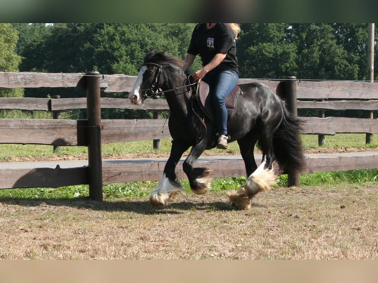 Cob Irlandese / Tinker / Gypsy Vanner Giumenta 10 Anni 133 cm Morello in Lathen