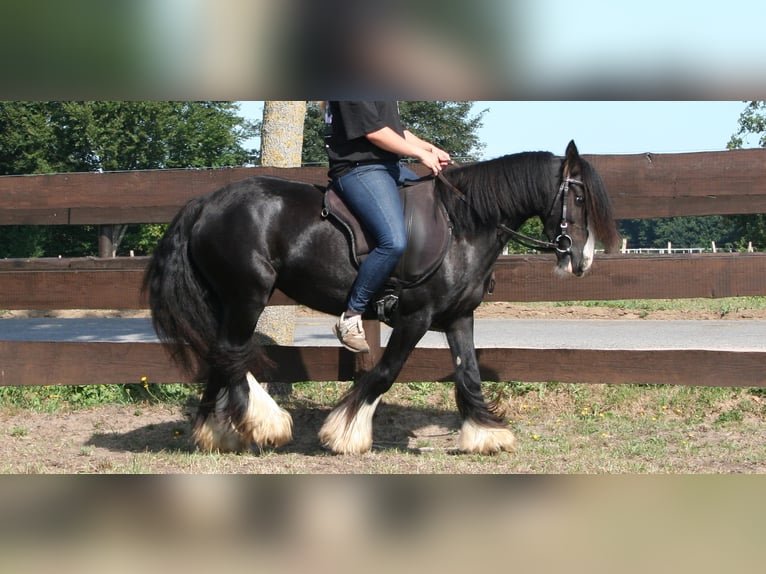 Cob Irlandese / Tinker / Gypsy Vanner Giumenta 10 Anni 133 cm Morello in Lathen