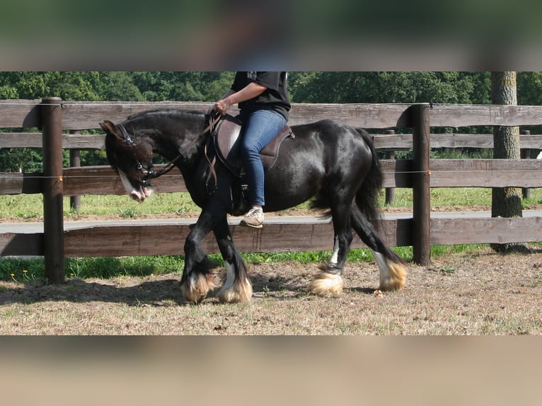 Cob Irlandese / Tinker / Gypsy Vanner Giumenta 10 Anni 133 cm Morello in Lathen