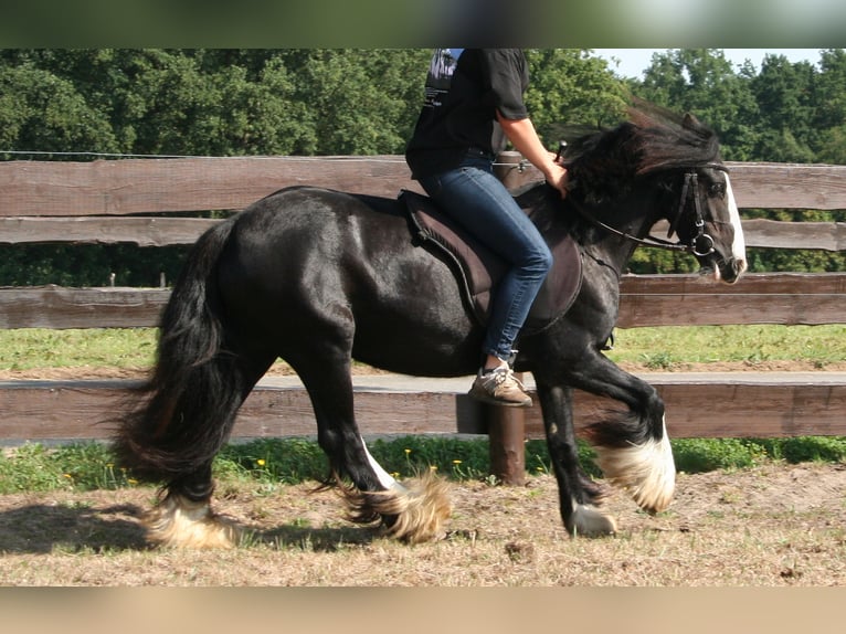 Cob Irlandese / Tinker / Gypsy Vanner Giumenta 10 Anni 133 cm Morello in Lathen