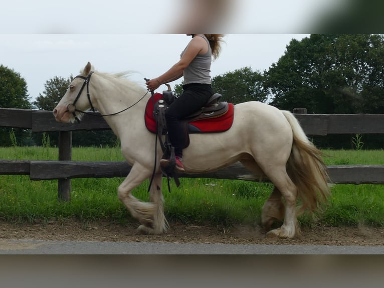 Cob Irlandese / Tinker / Gypsy Vanner Giumenta 10 Anni 137 cm Palomino in Lathen