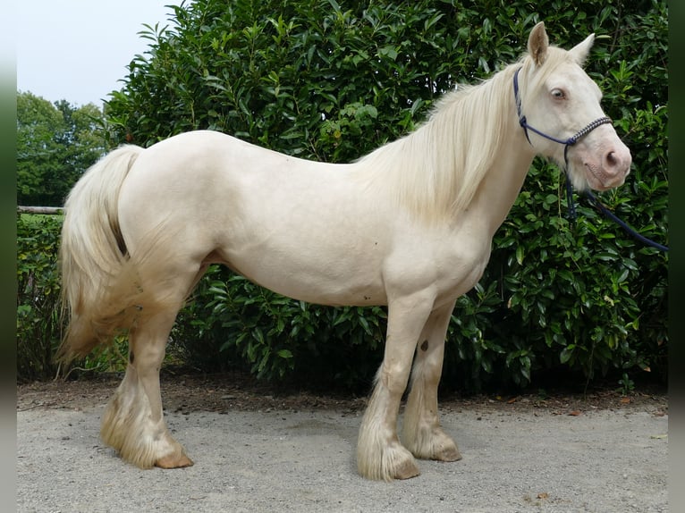 Cob Irlandese / Tinker / Gypsy Vanner Giumenta 10 Anni 137 cm Palomino in Lathen