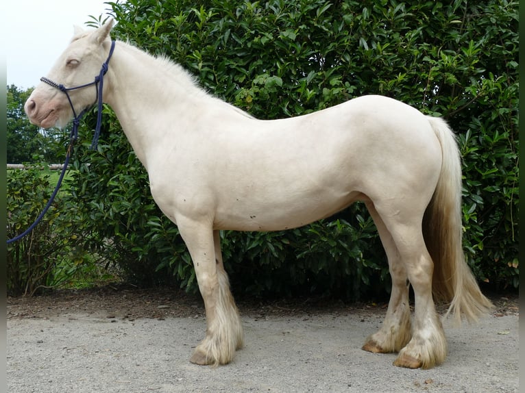 Cob Irlandese / Tinker / Gypsy Vanner Giumenta 10 Anni 137 cm Palomino in Lathen