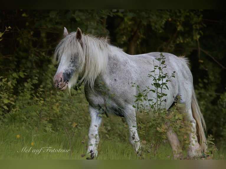 Cob Irlandese / Tinker / Gypsy Vanner Giumenta 10 Anni 138 cm Roano rosso in Bad Salzdetfurth