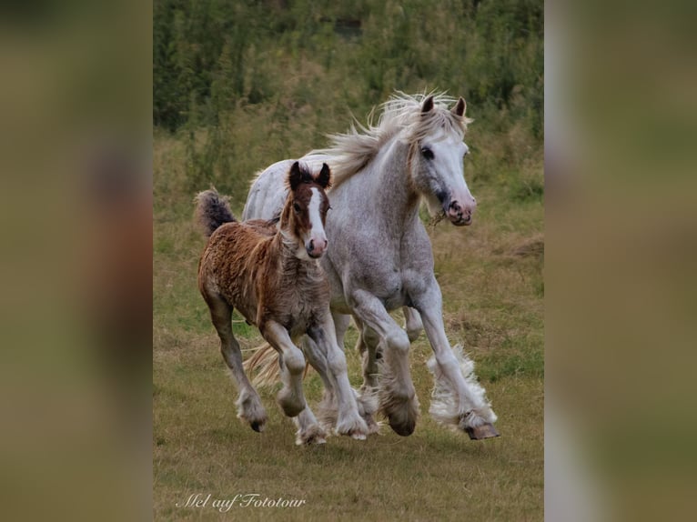 Cob Irlandese / Tinker / Gypsy Vanner Giumenta 10 Anni 138 cm Roano rosso in Bad Salzdetfurth