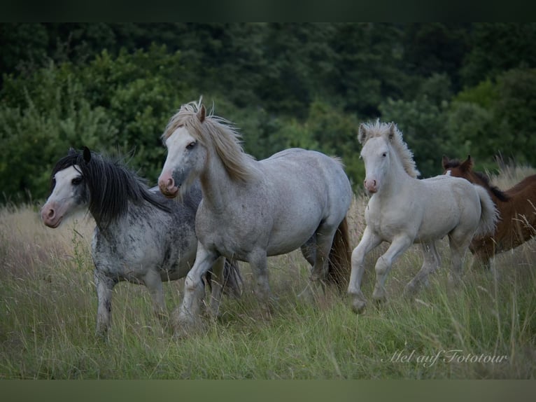 Cob Irlandese / Tinker / Gypsy Vanner Giumenta 10 Anni 138 cm Roano rosso in Bad Salzdetfurth