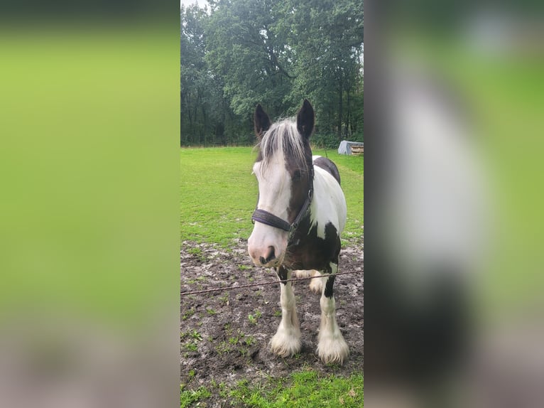 Cob Irlandese / Tinker / Gypsy Vanner Giumenta 10 Anni 148 cm Pezzato in Heerde