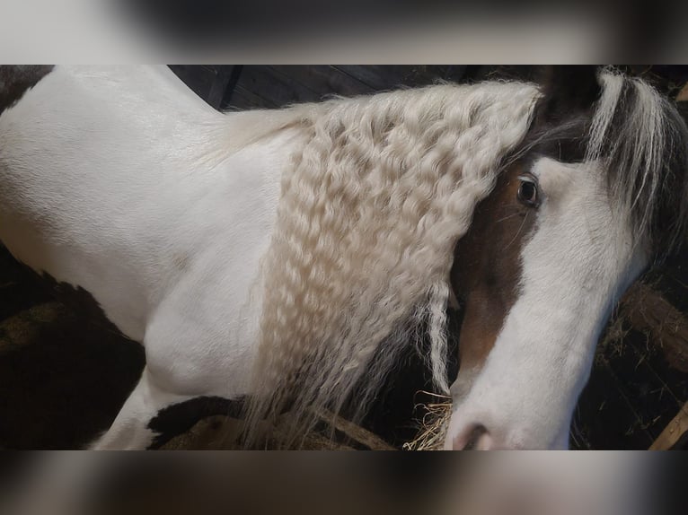 Cob Irlandese / Tinker / Gypsy Vanner Giumenta 10 Anni 148 cm Pezzato in Heerde