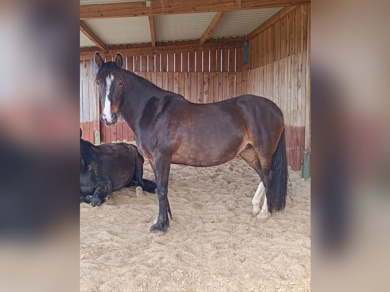 Cob Irlandese / Tinker / Gypsy Vanner Mix Giumenta 10 Anni 149 cm Baio in Wölfersheim